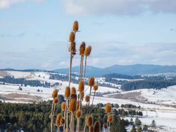 Plants growing on land against sky during winter