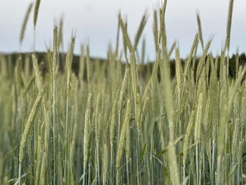 Close-up of wheat growing on field