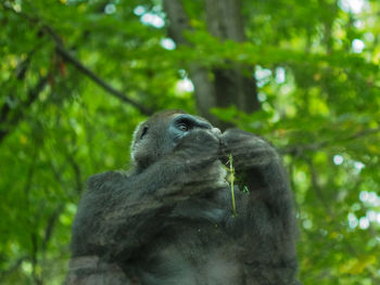 Low angle view of monkey on tree in forest