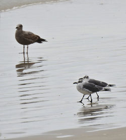 Bird perching on lake