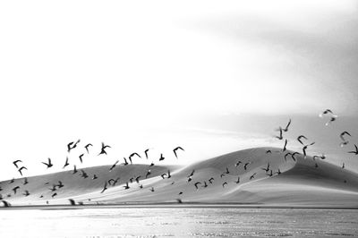 Seagulls flying over beach against sky