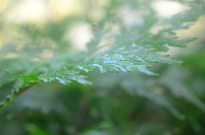 Full frame shot of snow covered leaves