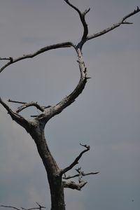 Low angle view of bare tree against sky