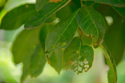 Close-up of fresh green leaves on plant