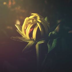 Close-up of flowers