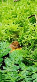 High angle view of moss growing on tree