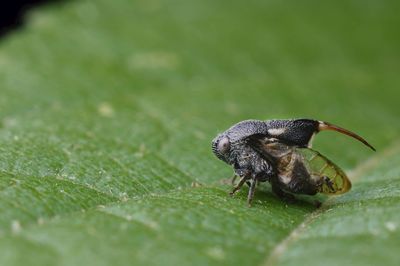 Close-up of insect on leaf
