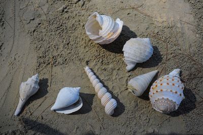 Close-up of seashells on table