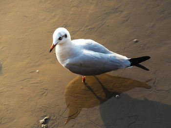 High angle view of seagull perching on sand