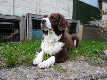 Dog sitting on grass