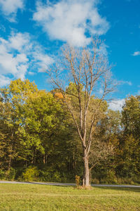 Trees on field against sky during autumn