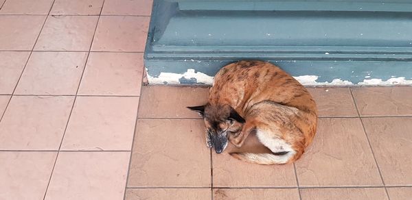 High angle view of a dog sleeping on floor