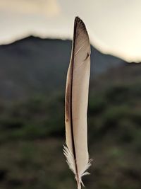 Close-up of feather