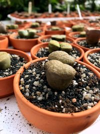 High angle view of potted plant in pot