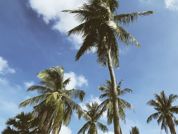 Low angle view of palm trees against sky