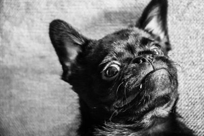 Close-up portrait of dog