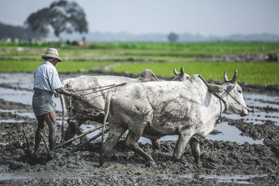 Man ploughing with ox