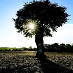 Trees on field against sky