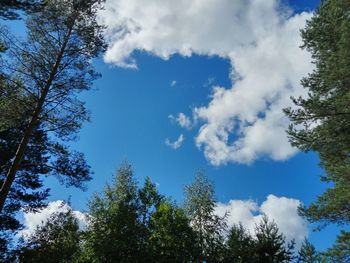 Low angle view of trees against blue sky