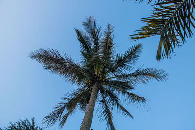 Low angle view of palm tree against clear blue sky