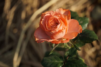 Close-up of orange rose plant