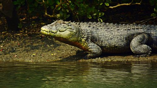 Crocodile in water