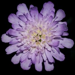 Close-up of flower over black background