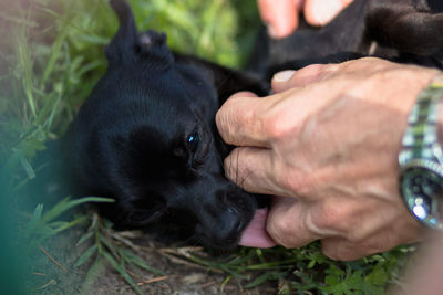 Midsection of woman with puppy