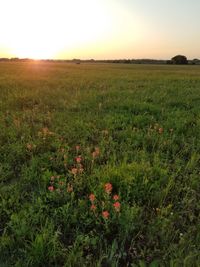 Scenic view of grassy field against sky