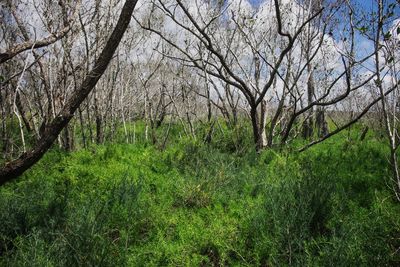 Trees growing in forest