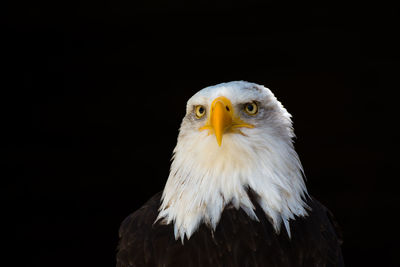 Close-up portrait of eagle against black background