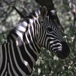 Close-up of zebra