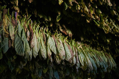 Close-up of moss growing on tree