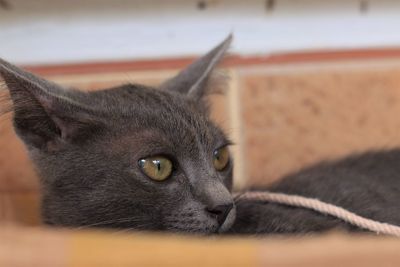 Close-up of cat resting