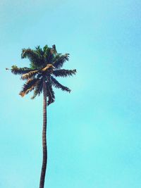 Low angle view of palm tree against clear blue sky