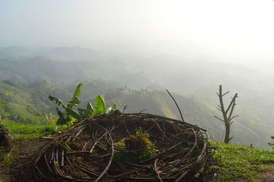 Cactus growing on mountain against sky during foggy weather