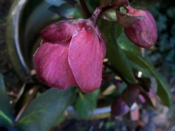 Close-up of pink flowering plant