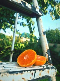 Close-up of orange fruit on tree