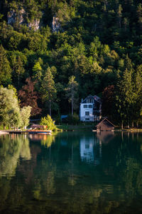 Scenic view of lake by trees in forest