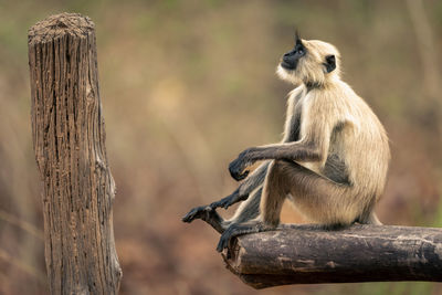 Low angle view of monkey