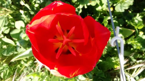 Close-up of red flower blooming outdoors