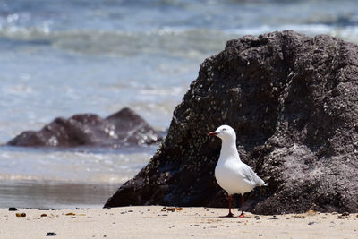 Seagull perching on rock by sea