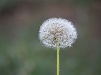 Close-up of dandelion against blurred background