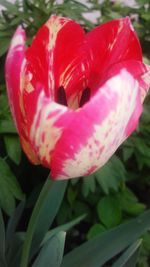 Close-up of pink flowers