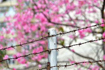 View of cherry blossom from fence