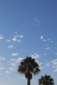 Low angle view of coconut palm tree against blue sky