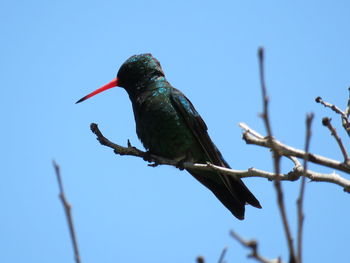 Low angle view of bird perching on branch against blue sky