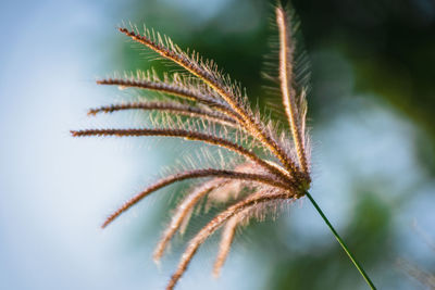 Close-up of plant against sky