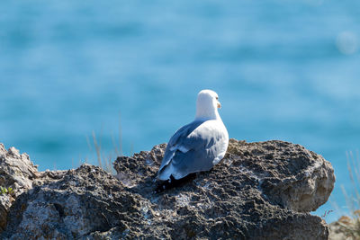 Seagull resting on rock by sea