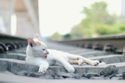 Close-up of a cat lying on retaining wall